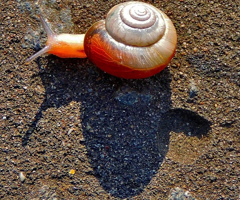 Snail - edited