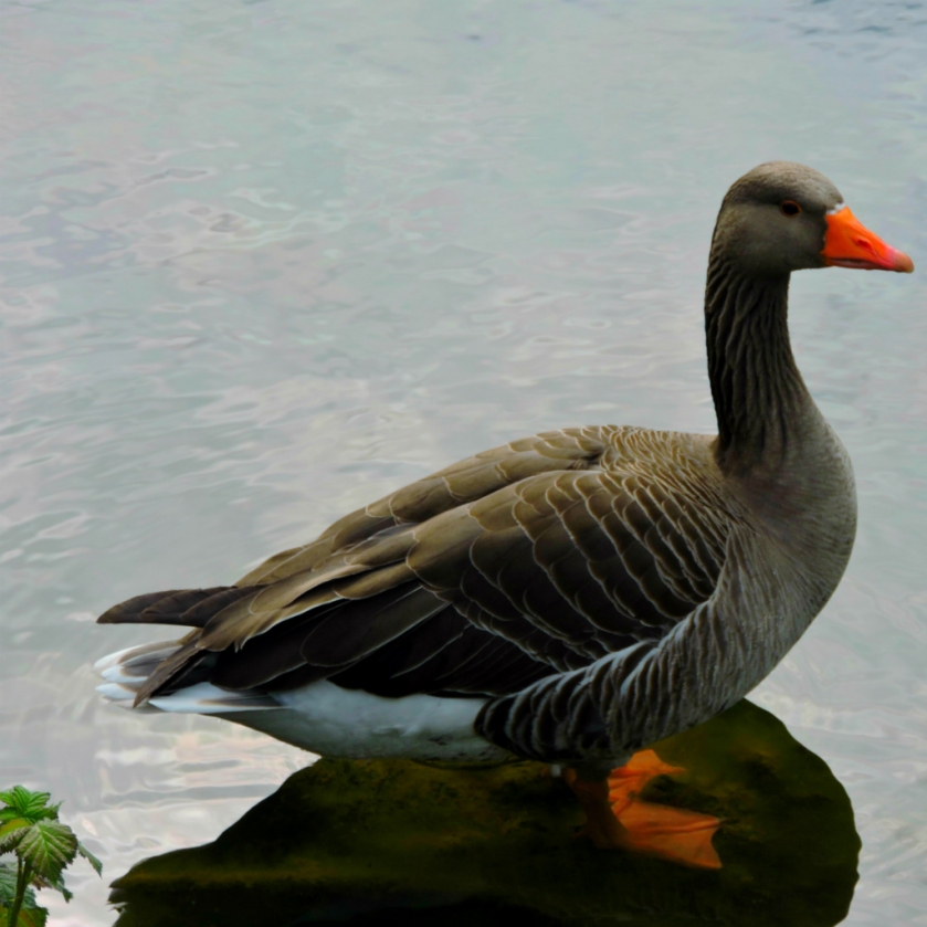 Goose2