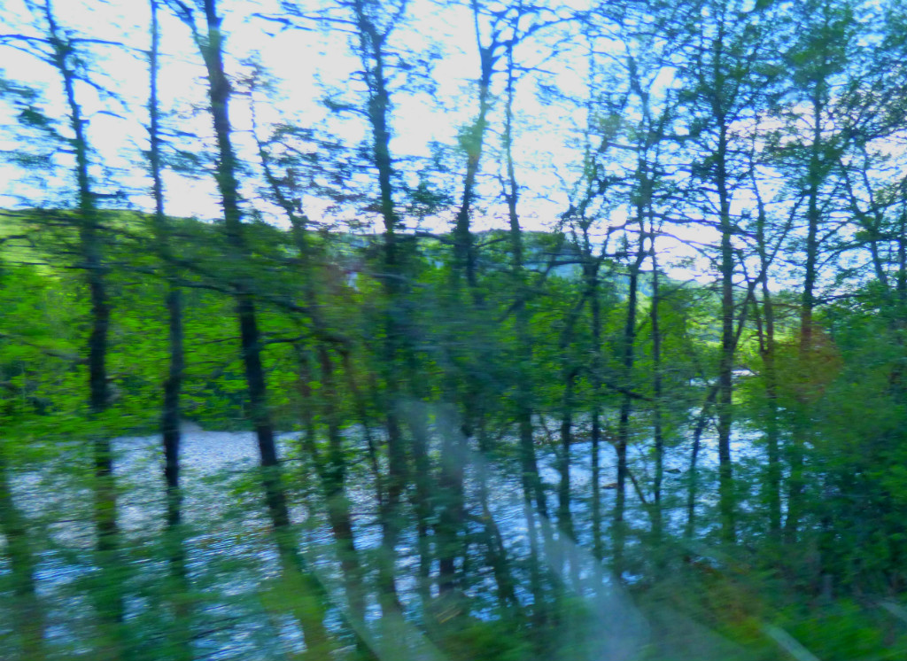 River through trees
