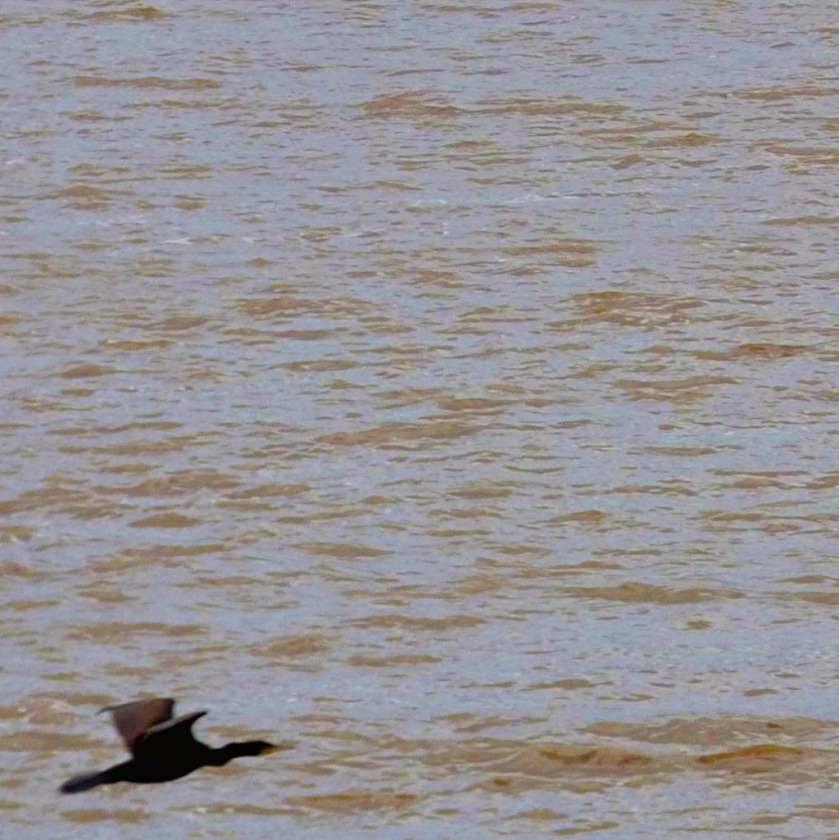 Flying cormorant