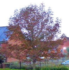 russet tree, Goodwins Road
