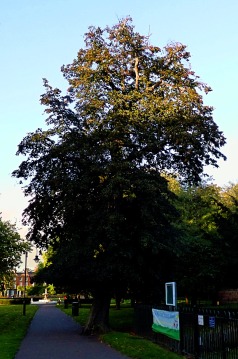 Tall tree
