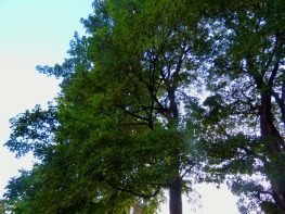 Tree close up
