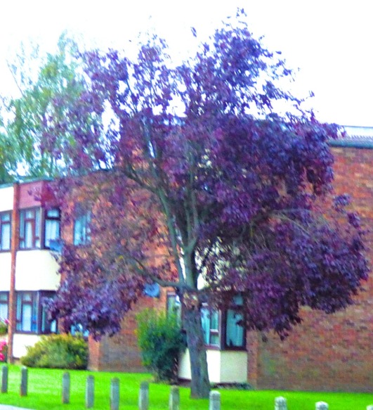 Tree contrasts, Goodwins Road