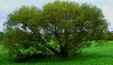 tree, Hardings Pits