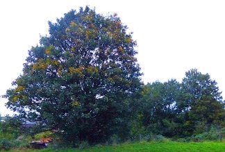 Tree on the bank of the Nar