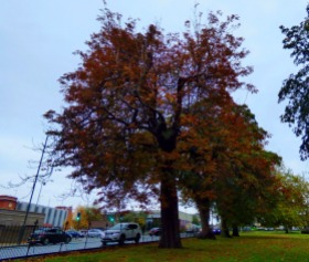 Tree, St James