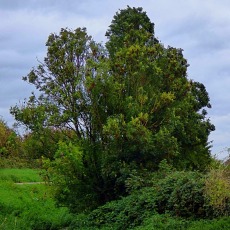 Trees, Bawsey Drain