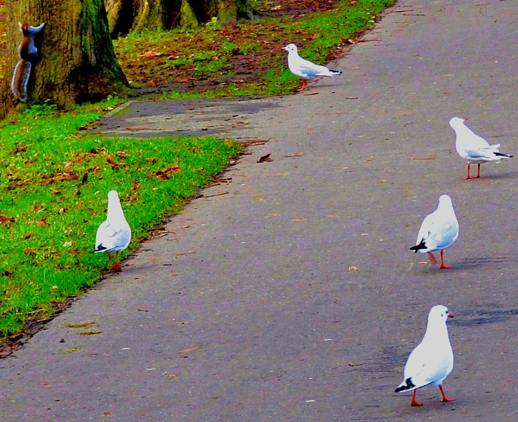 Gulls and squirrel