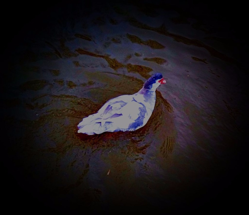 muscovy duck