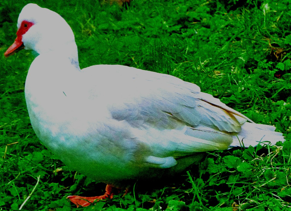 grey backed muscovy