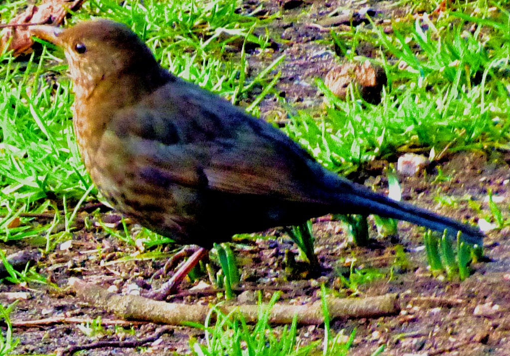 female blackbird