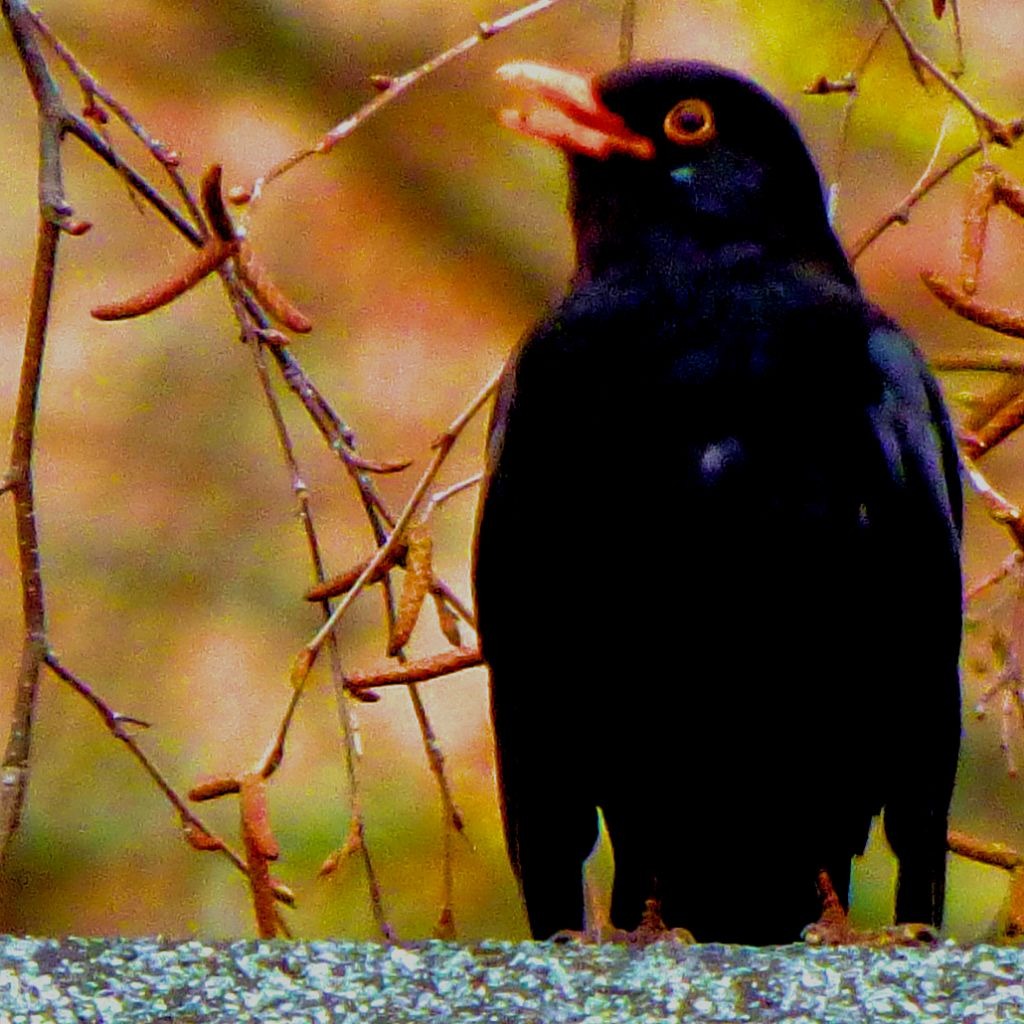 Blackbird II